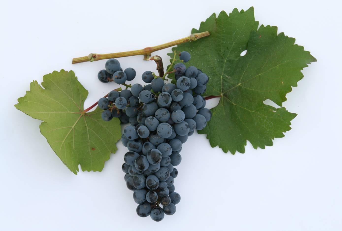 Селекция и сортоизучение винограда